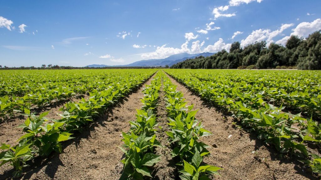 gestió de finques agrícoles