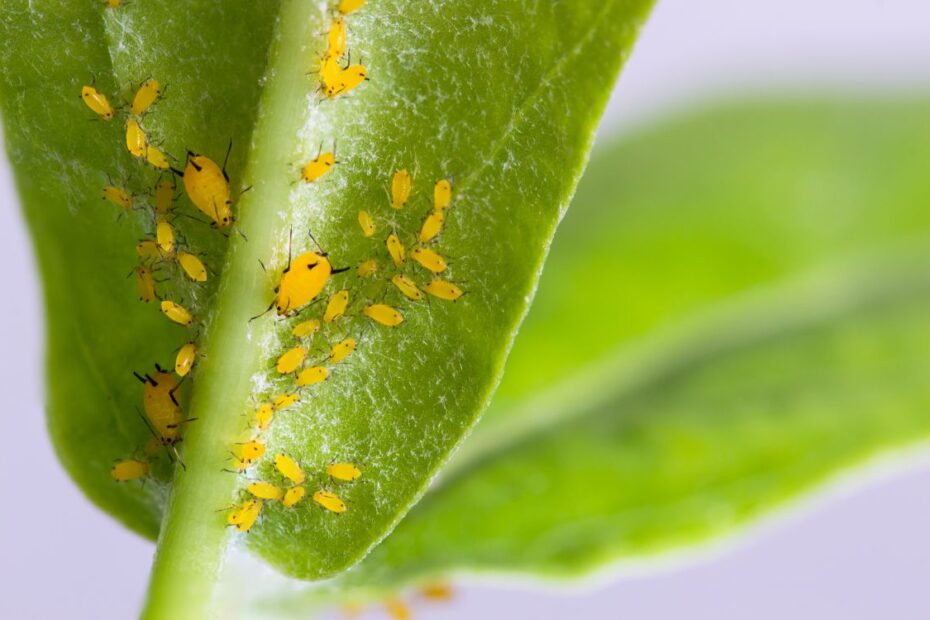 control de plagues i malalties en cultius (2)