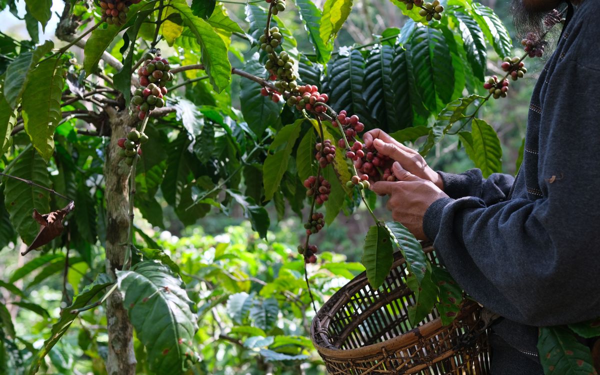 plantacions sostenibles