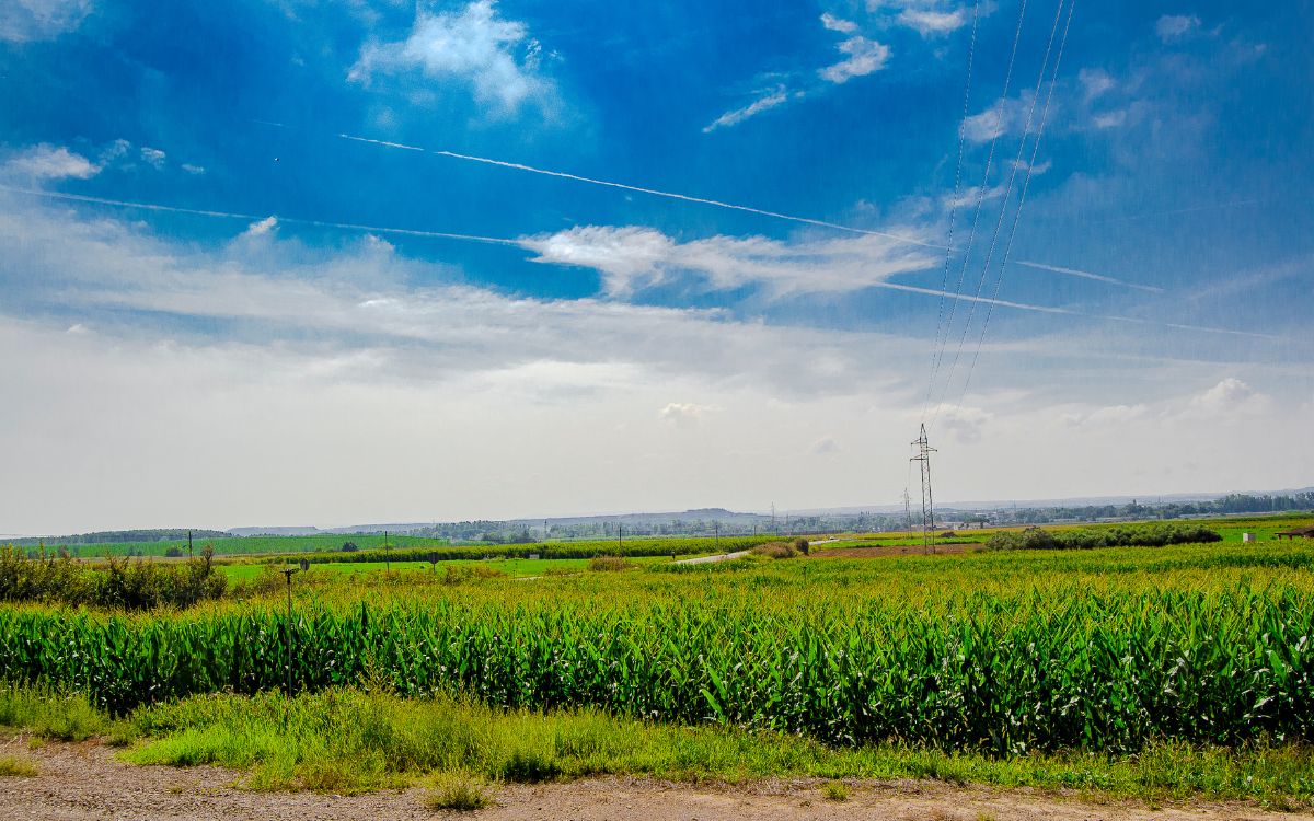 plantacions sostenibles