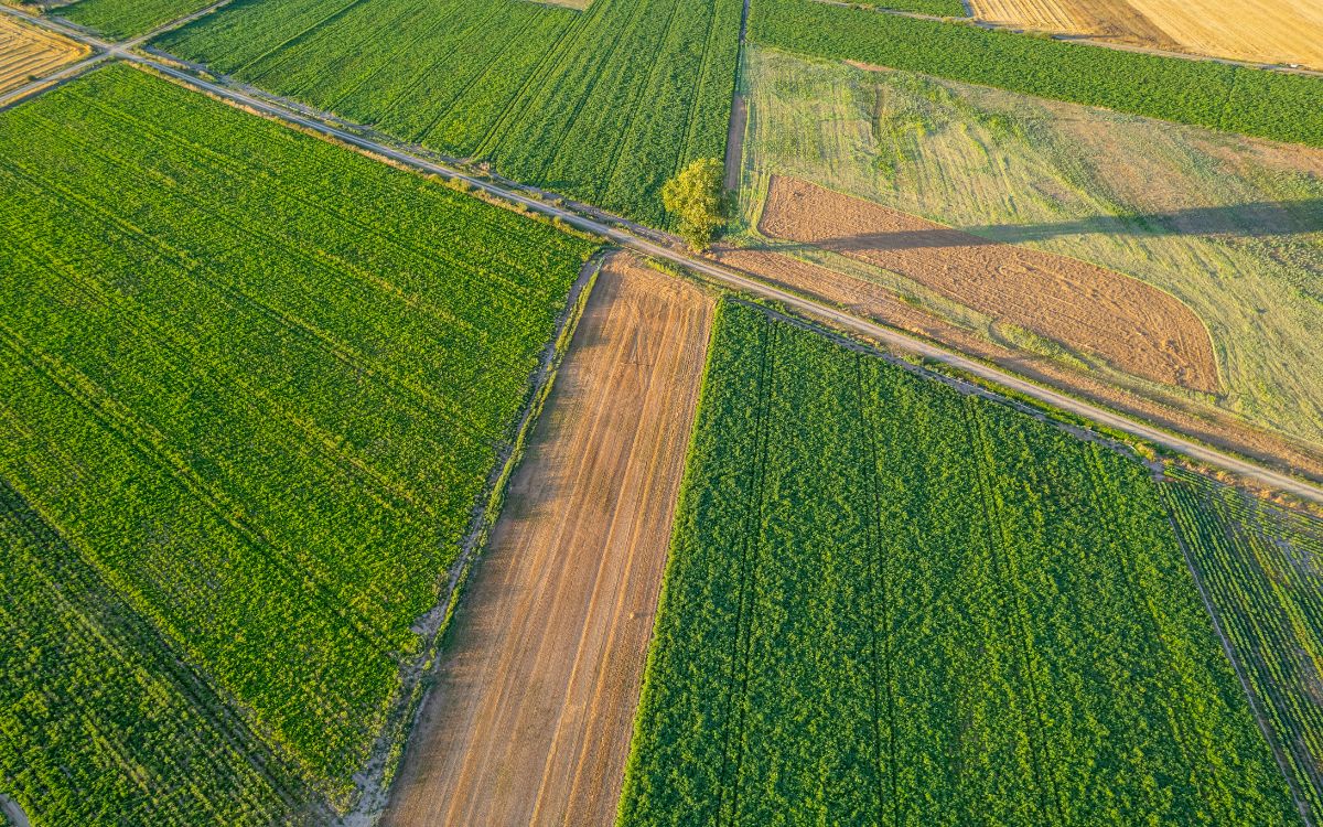 plantacions sostenibles