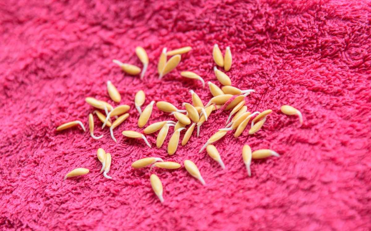 Llavors de llegums il·lustrant com escollir llavors per germinar