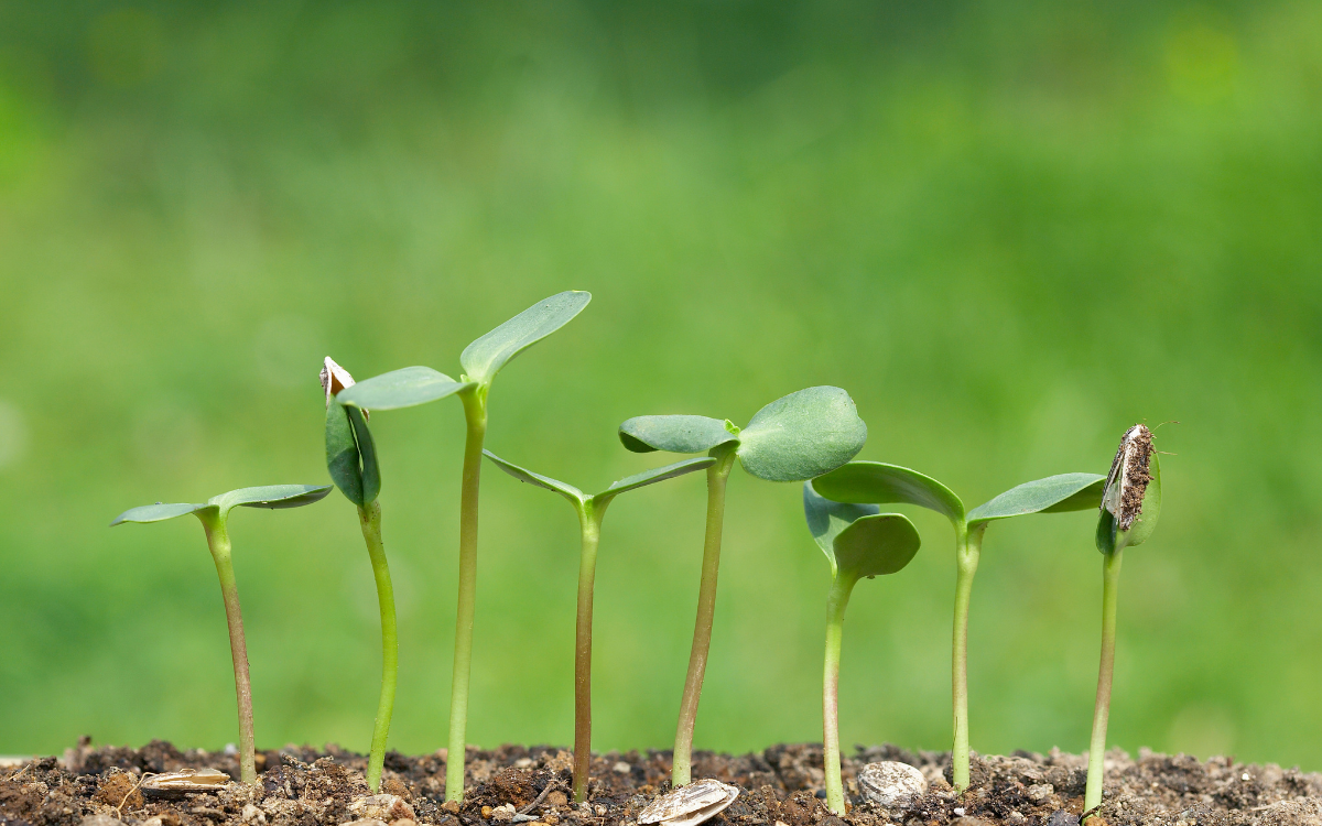 Germinació uniforme de llavors després de com escollir llavors per germinar