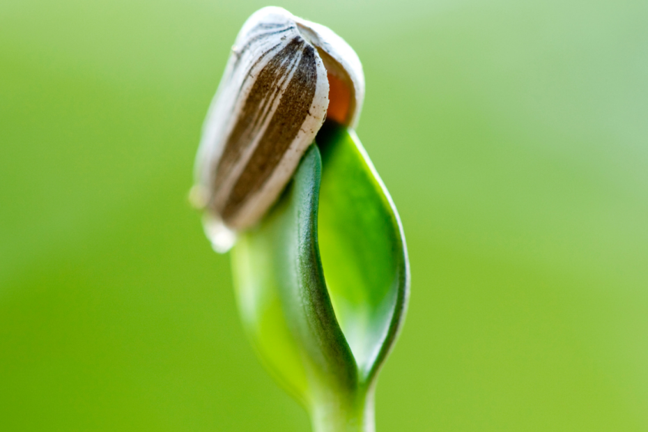 Estratificació de llavors per entendre com escollir llavors per germinar
