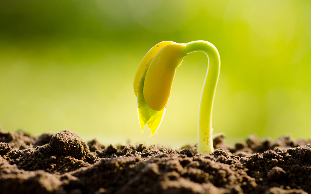 Seguiment de plàntules després de com escollir llavors per germinar