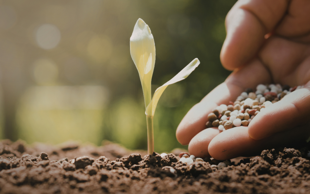 Llavors germinant en sòl preparat segons com escollir llavors per germinar Olius