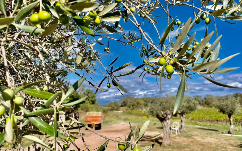 Agricultura eficient i sostenible amb com escollir llavors per germinar Olius