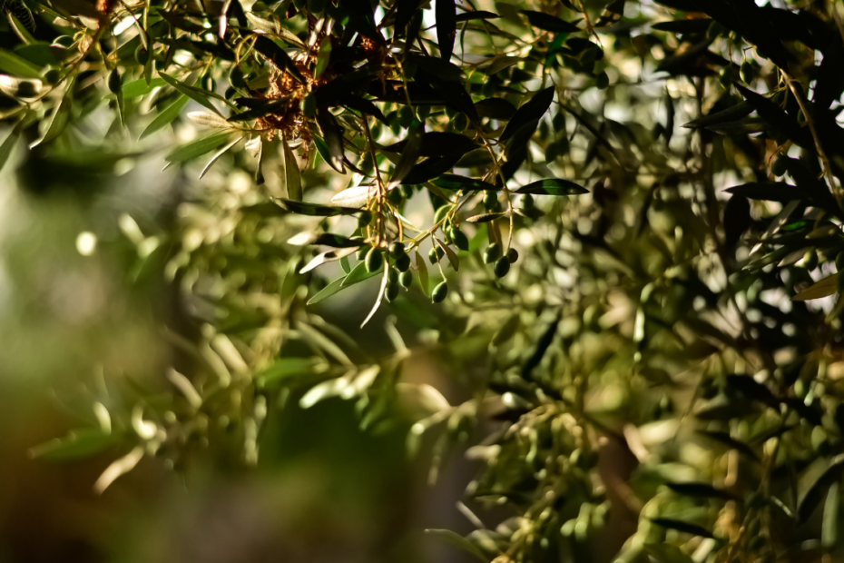 Cultiu saludable amb reg i fertilització controlada seguint com escollir llavors per germinar Olius