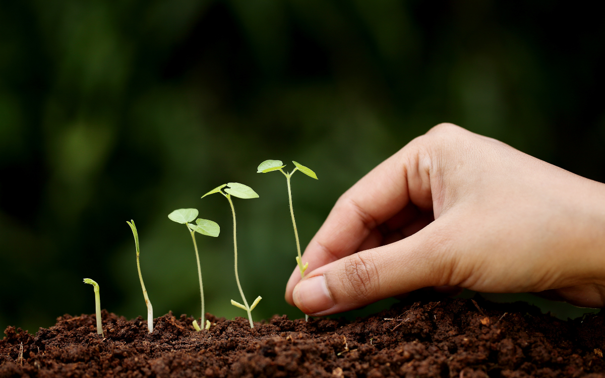 Llavors fresques i de qualitat per saber com escollir llavors per germinar