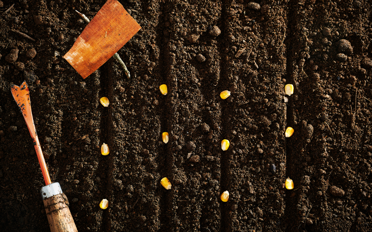 Preparació de llavors abans de la sembra amb tècniques de sembrat
