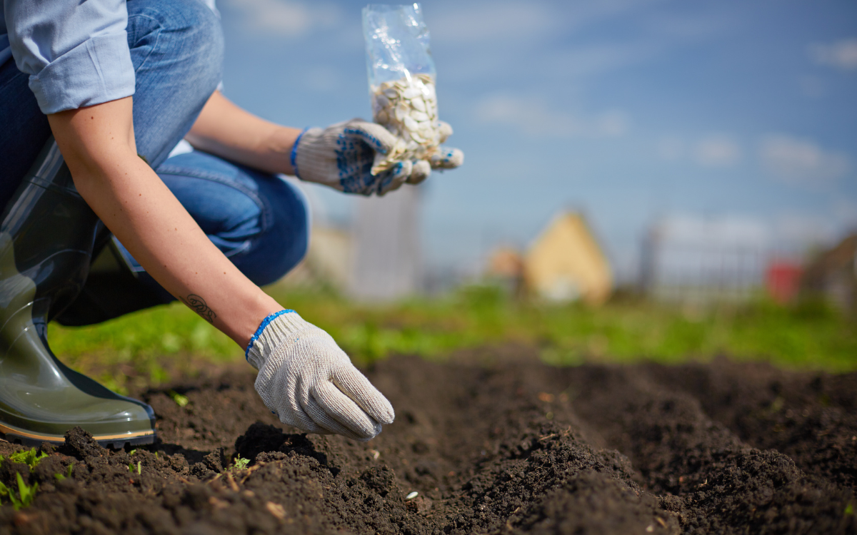 Anàlisi de sòl per determinar les millors tècniques de sembrat