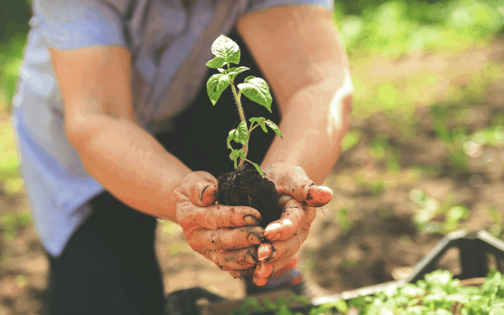 Processos sostenibles i eficients amb tècniques de sembrat Lleida