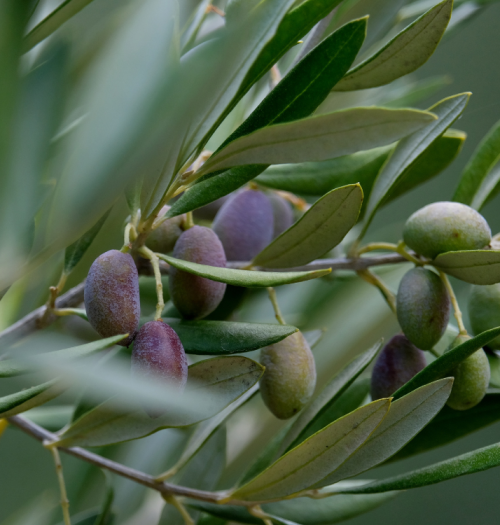 Collita robusta i productiva amb llavors seleccionades aplicant com escollir llavors per germinar Olius