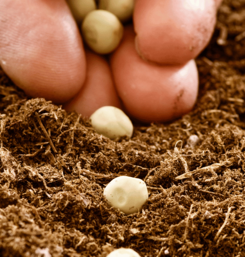 Sembra i plantació eficient aplicant tècniques de sembrat Lleida