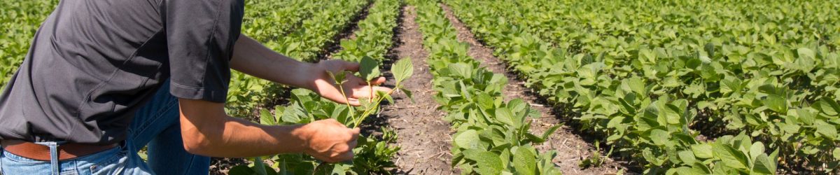agricultura (9) agricultura (9)