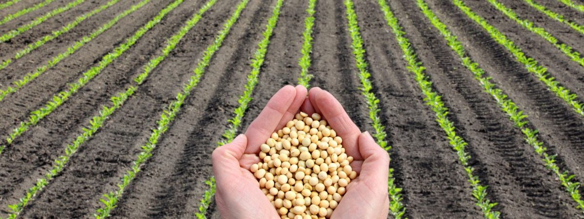 agricultura agricultura