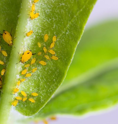 control de plagues i malalties en cultius (2)