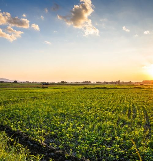 gestió finques agrícoles