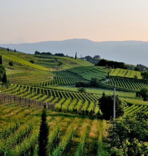 gestió finques agrícoles